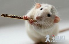 子鼠咬天