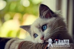 为什么十二生肖中没有猫？