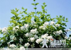 四季花