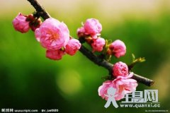 梅
