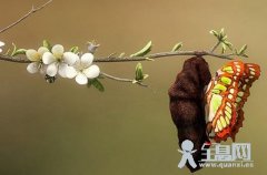 美丽的茧