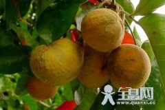果实硕大的仙都果