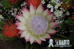 南非帝王花