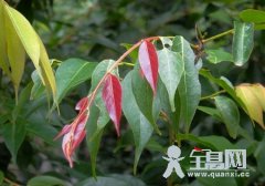 叶片会变色的闭花木