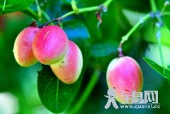 观赏植物刺黄果