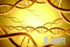 DNA的分子结构