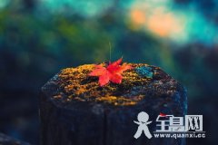 枫叶
