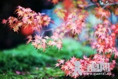 地标枫叶