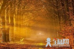 枫叶趣谈