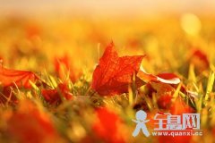 枫叶（十）