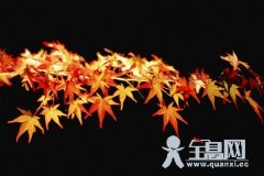 枫叶（九）