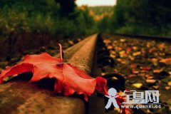 枫叶（八）