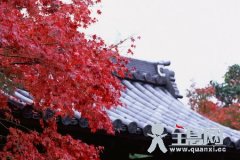 枫叶（七）