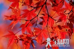 枫叶（五）