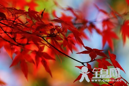 枫叶(三)