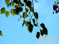  佛之信仰——菩提树