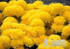 关于菊花中的第一