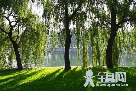 我爱柳树