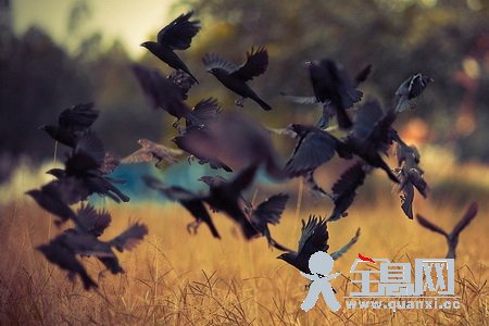 乌鸦之情