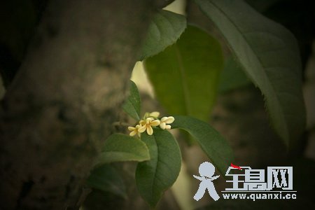 又见桂花开