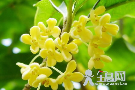 桂花飘香