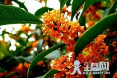 珍品桂花