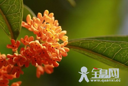 桂花的人工栽培