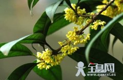 桂花的分布范围