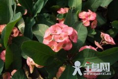 麒麟花