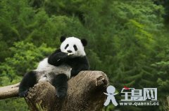 大熊猫的食物特性