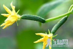 一根黄瓜十二大功效