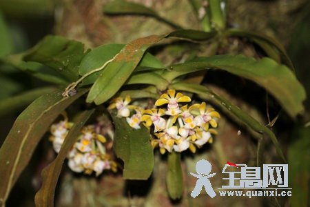 无茎盆距兰