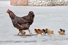 家鸡的起源在中国