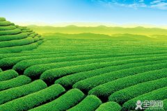 茶园用药如何防止药害
