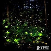 萤火虫是“拱顶石” 保护它就是保护环境