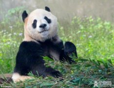  大熊猫为什么这么慵懒？为了节省能量！