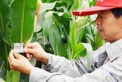 “以虫治虫”：保护环境 杜绝农药残留