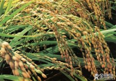 农业部：上市转基因食品都安全 大家放心吃