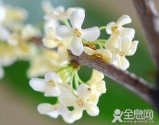 桂花香里的思念