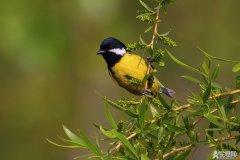 一篇关于3月12日植树节的作文