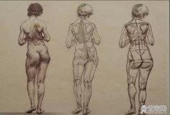 人体素描、速写动态解剖图