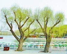 老北京与柳树的老习俗：三月赏柳、食柳芽