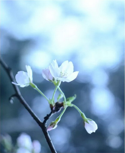 【四月花见】摄影师镜头里的唯美樱花季