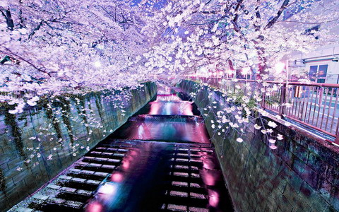 日本最美樱花摄影图片精选