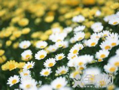 电影文艺片《雏菊》