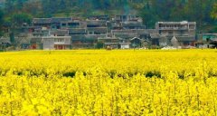 【扫黄攻略】贵定:音寨油菜花