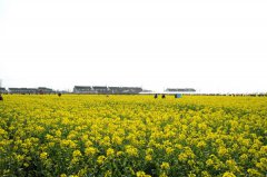 【扫黄攻略】上海奉贤油菜花