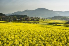 【西北小江南】行摄陕西汉中最美油菜花海
