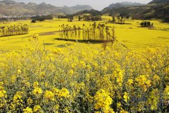 老兵不死 携尼康D80游罗平灿烂油菜花海