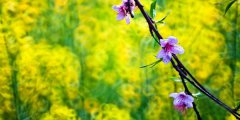 罗平国际油菜花文化旅游节